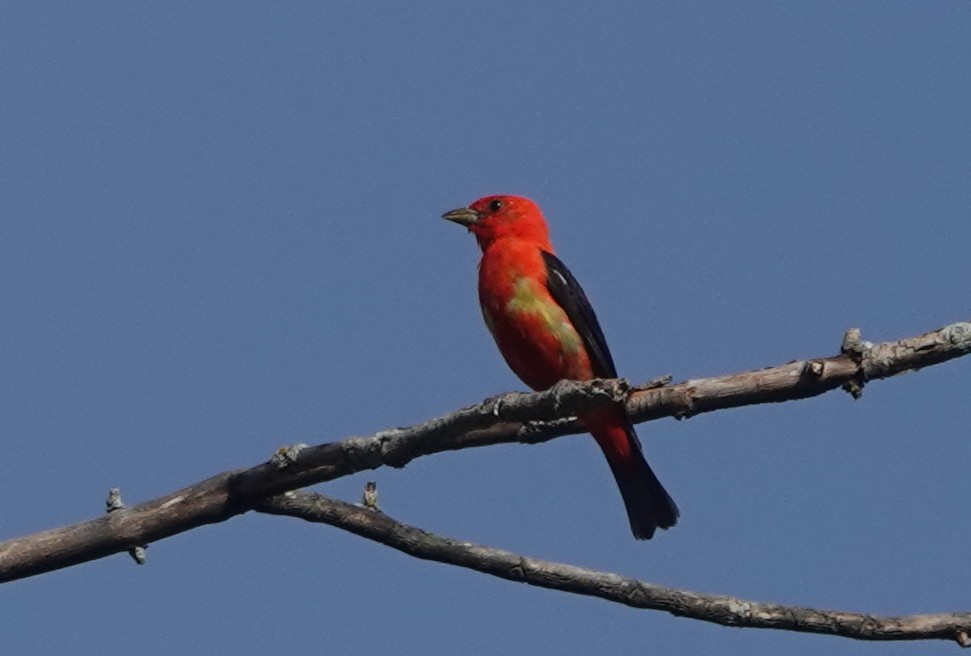 Scarlet Tanager - Peter Blancher