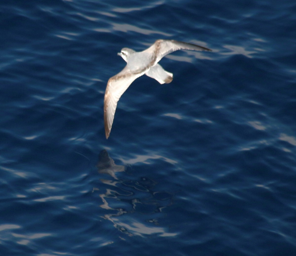Antarctic Prion - ML601368931