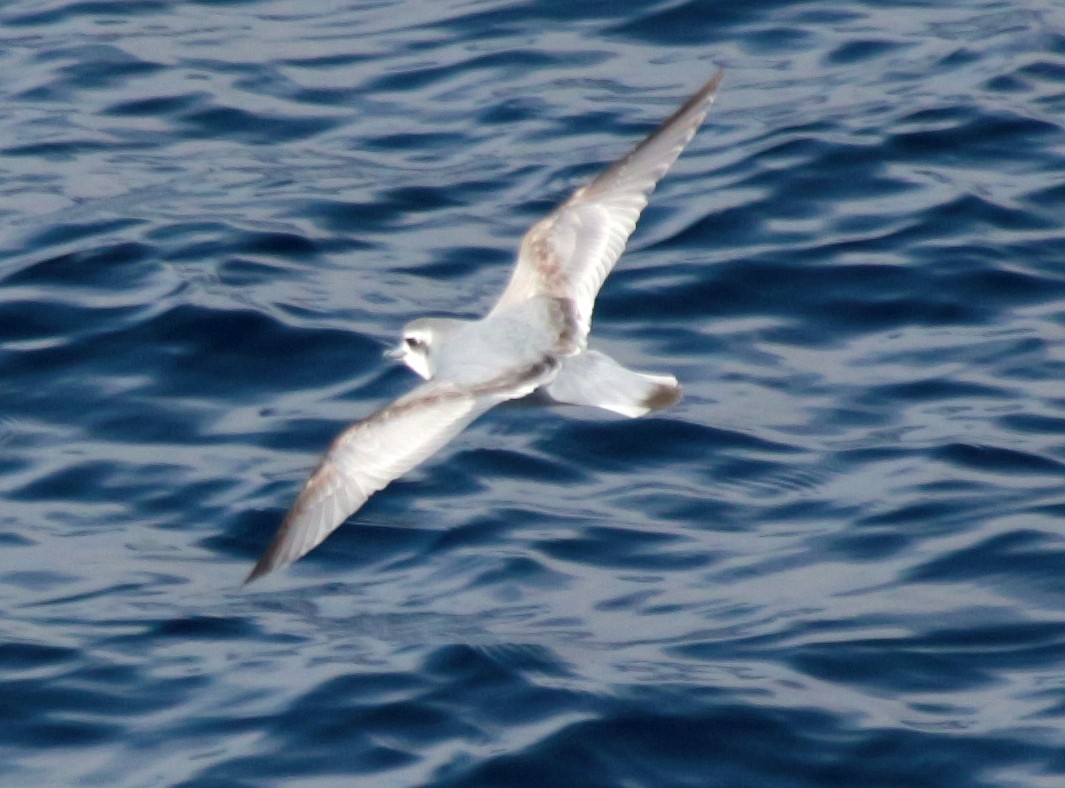Antarctic Prion - ML601368951