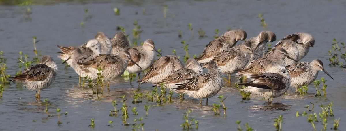 Stilt Sandpiper - ML601369331