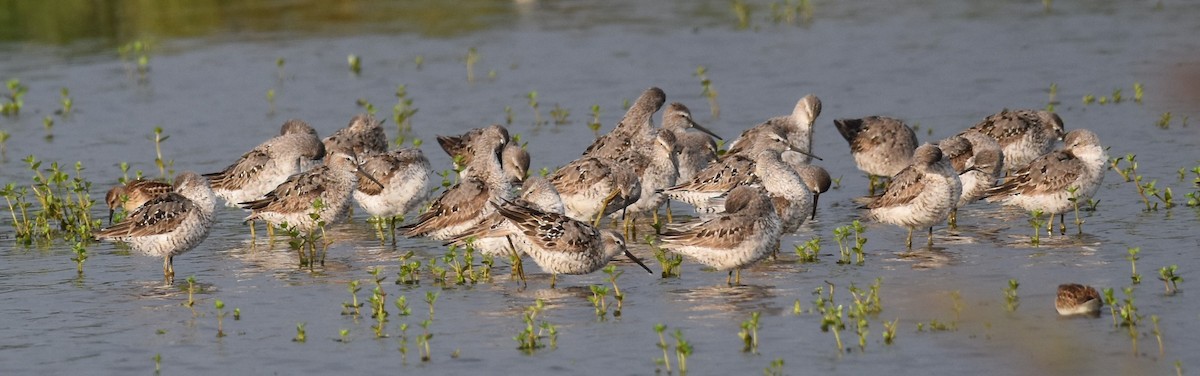 Stilt Sandpiper - ML601369391