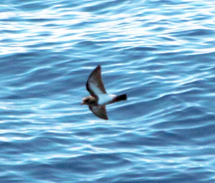 Black-bellied Storm-Petrel - ML601369481