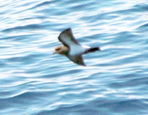 Black-bellied Storm-Petrel - ML601369491