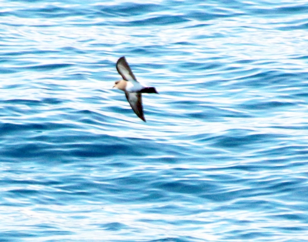 Black-bellied Storm-Petrel - ML601369521