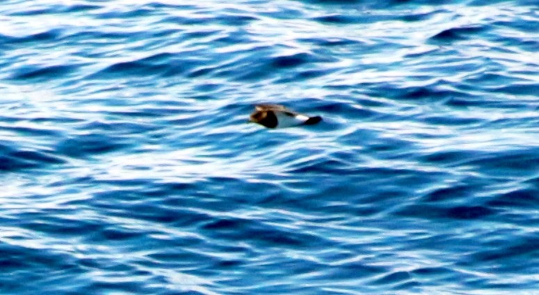 Black-bellied Storm-Petrel - ML601369561