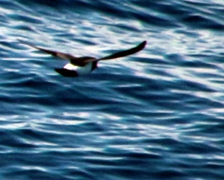 Black-bellied Storm-Petrel - ML601369571