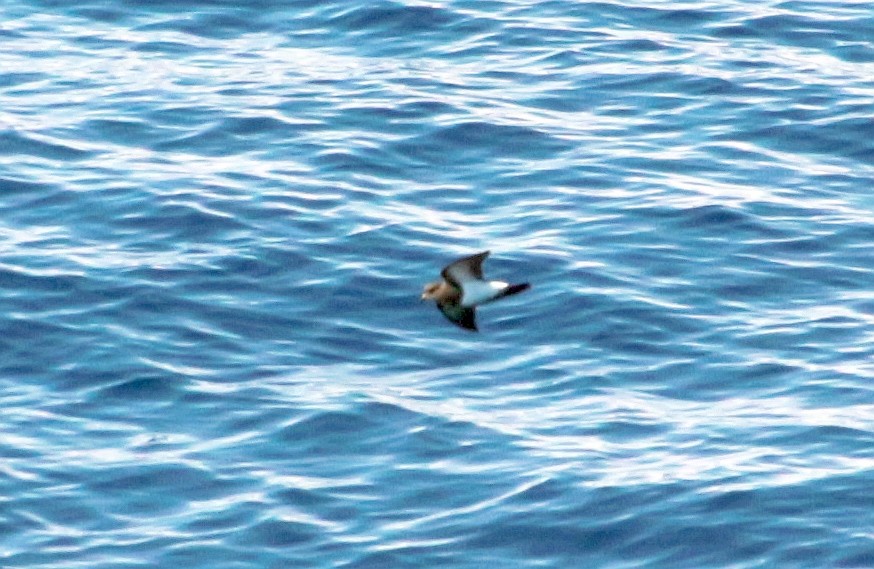 Black-bellied Storm-Petrel - ML601369821
