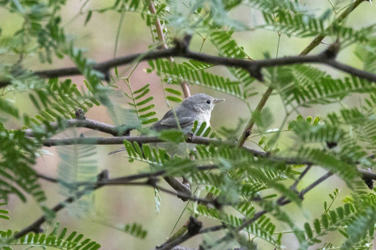 Lucy's Warbler - ML601369861