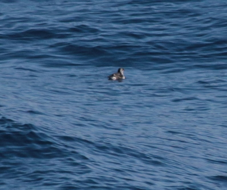 Common Diving-Petrel - ML601369981