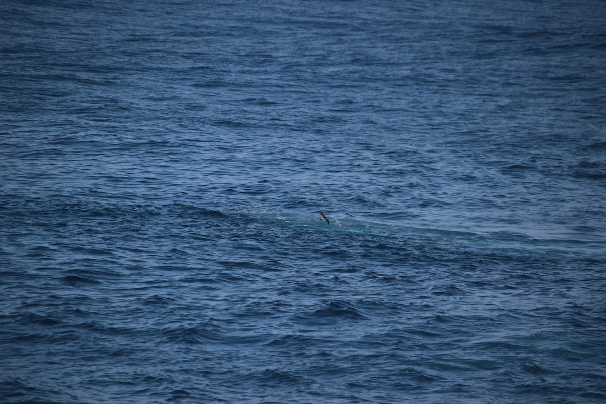 Black-bellied Storm-Petrel - ML601370861