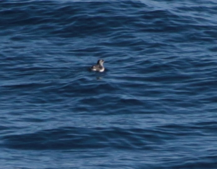 Common Diving-Petrel - ML601371471