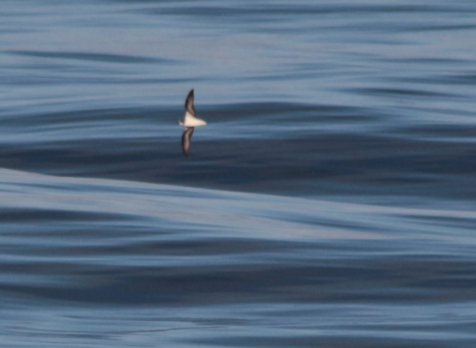 Soft-plumaged Petrel - ML601373671