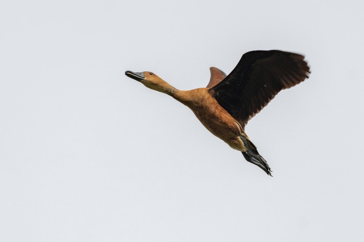 Fulvous Whistling-Duck - ML601374181