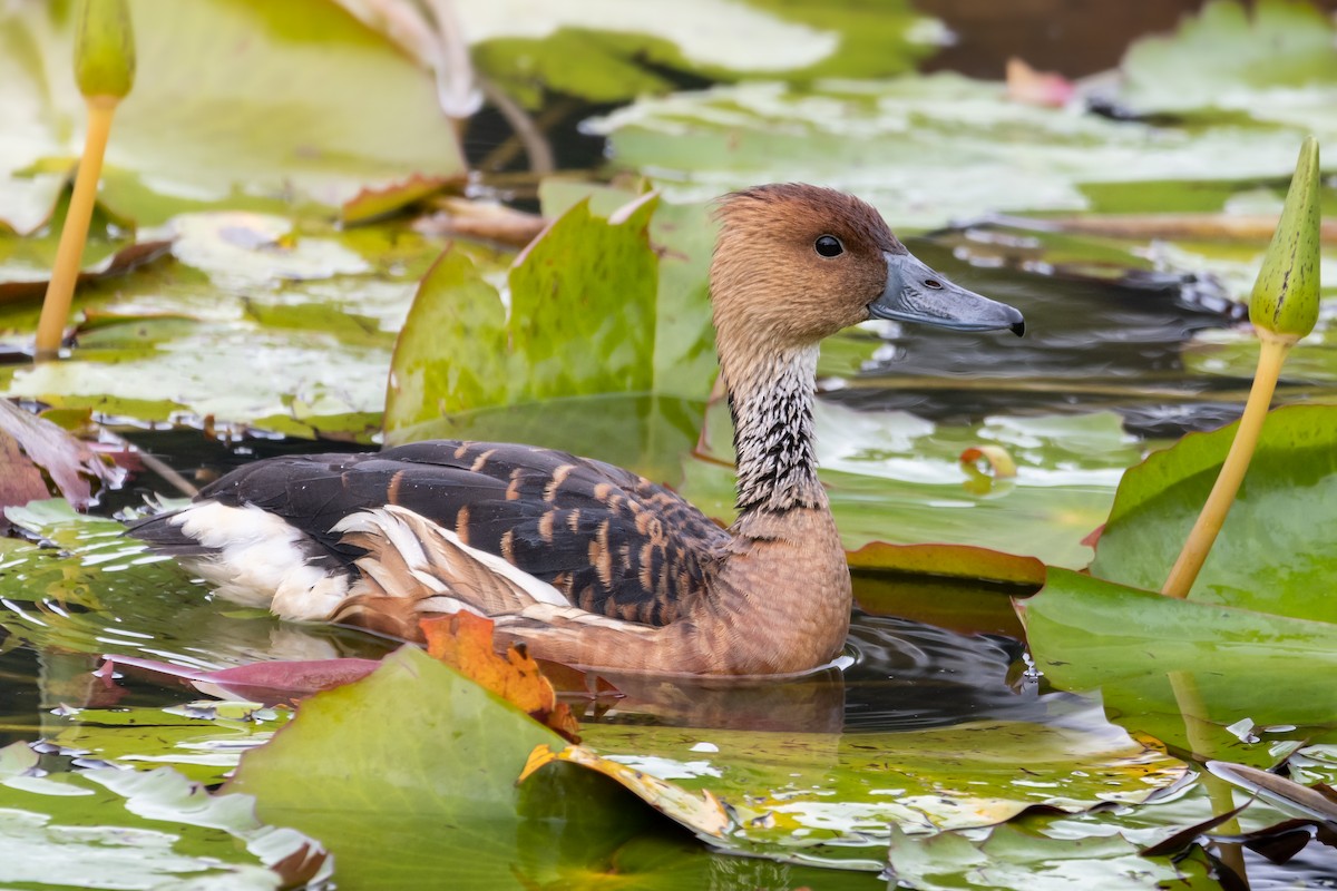 Fulvous Whistling-Duck - ML601374191