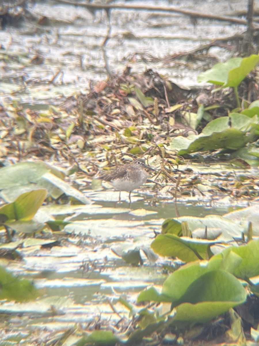 Solitary Sandpiper - ML601374881