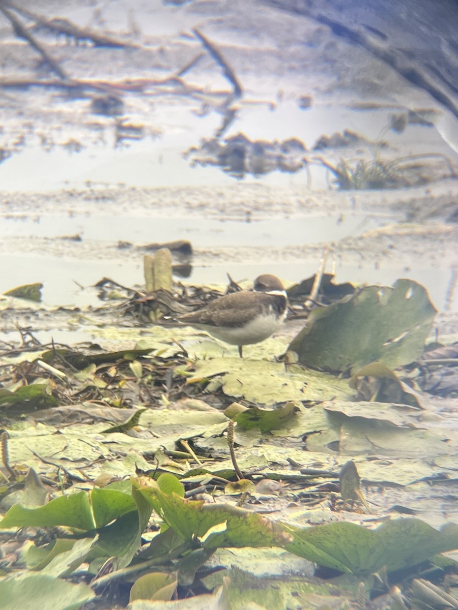 Semipalmated Plover - ML601375051