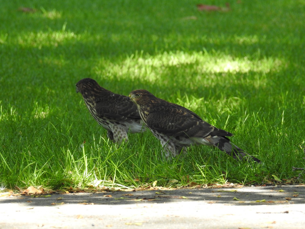 Cooper's Hawk - Linda Milam