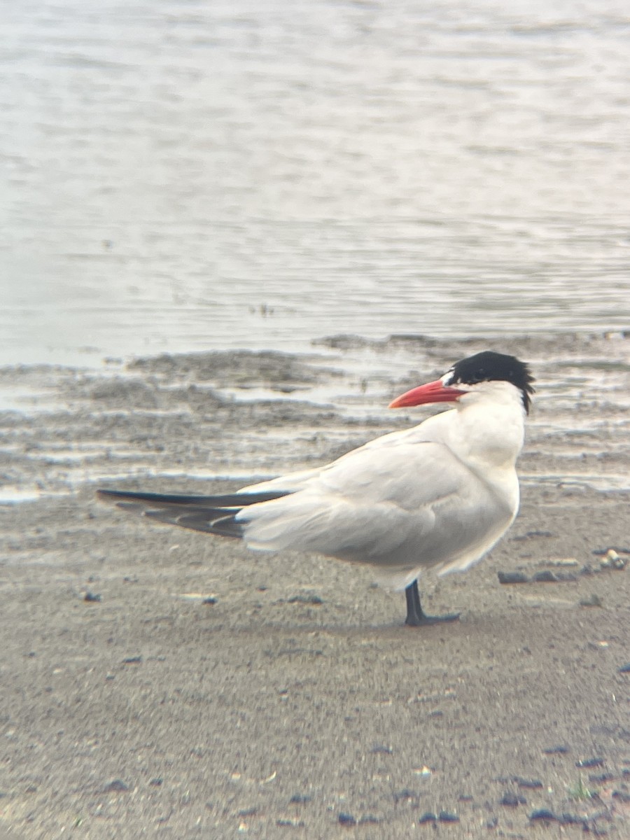 Caspian Tern - ML601375241