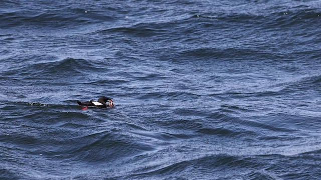 Black Guillemot - ML601375611