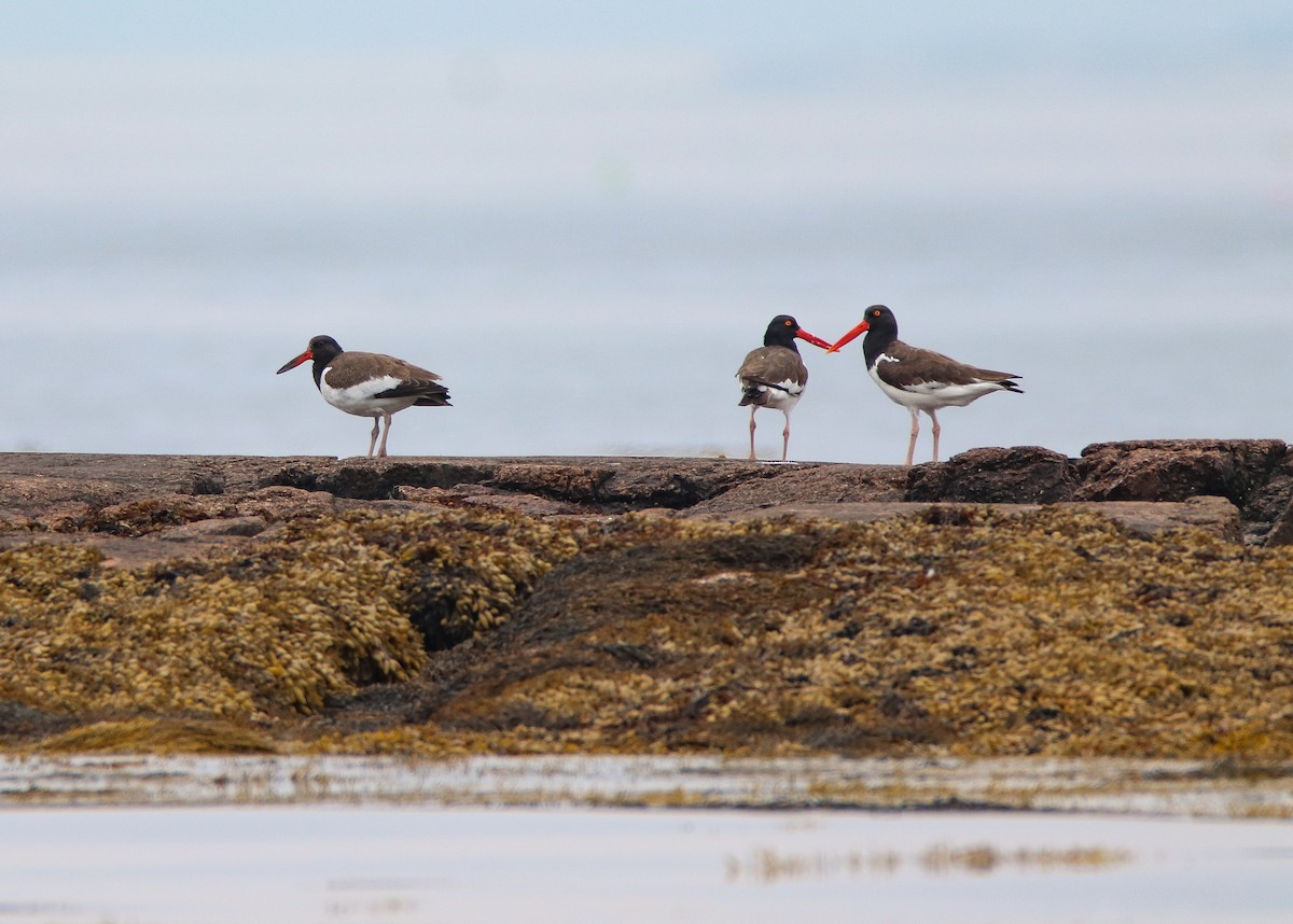 American Oystercatcher - ML601376761