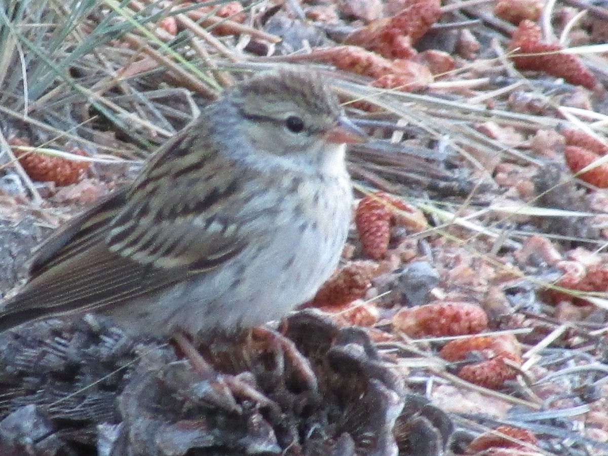 Chipping Sparrow - ML601376991