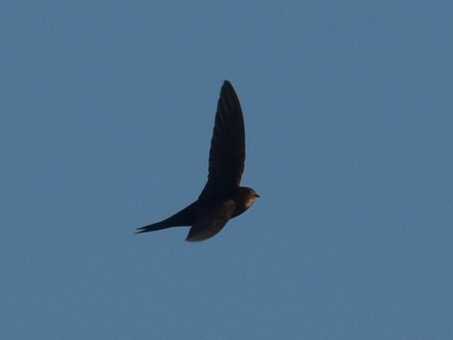 Common Swift - ML601377281