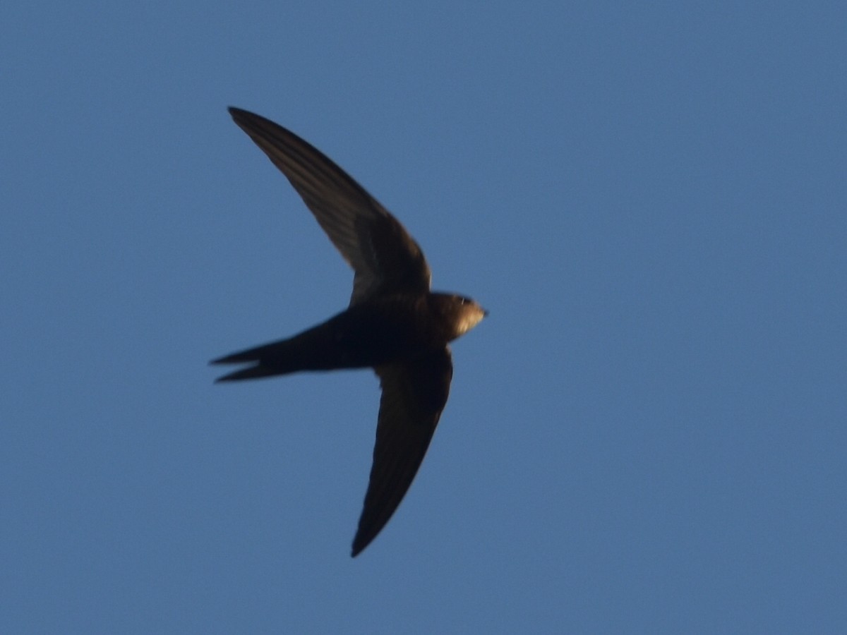 Common Swift - ML601377291
