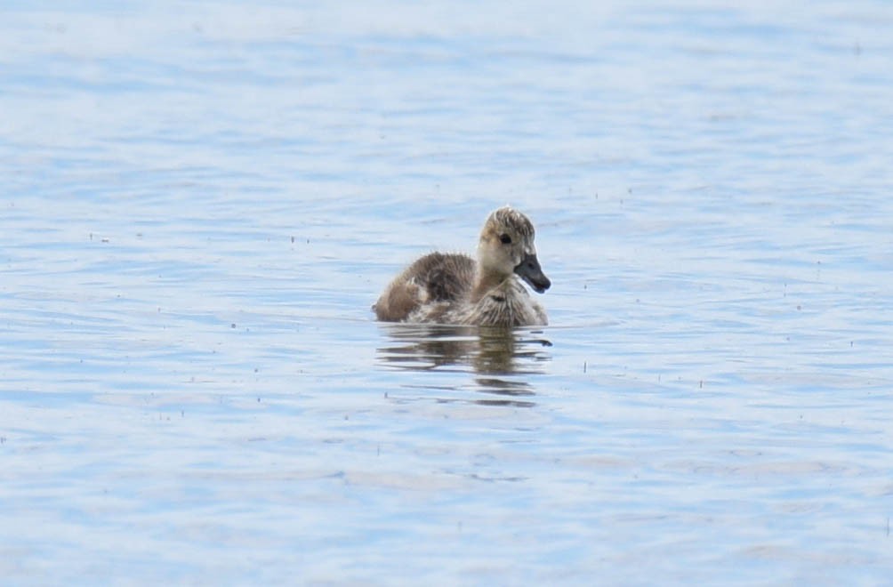 American Wigeon - ML601377601