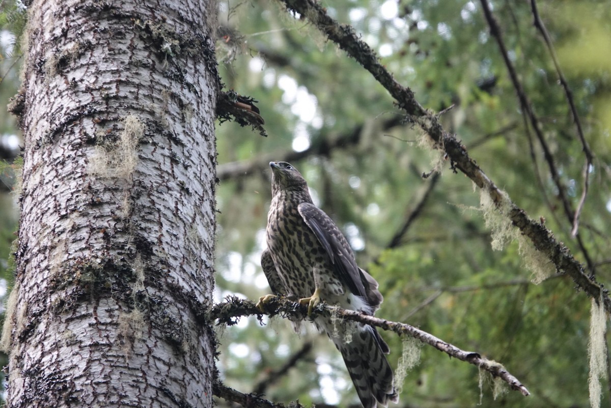 American Goshawk - ML601378391