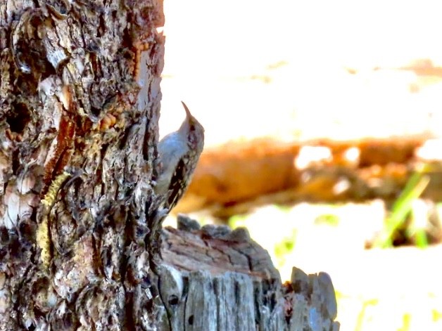 Brown Creeper - ML601379101