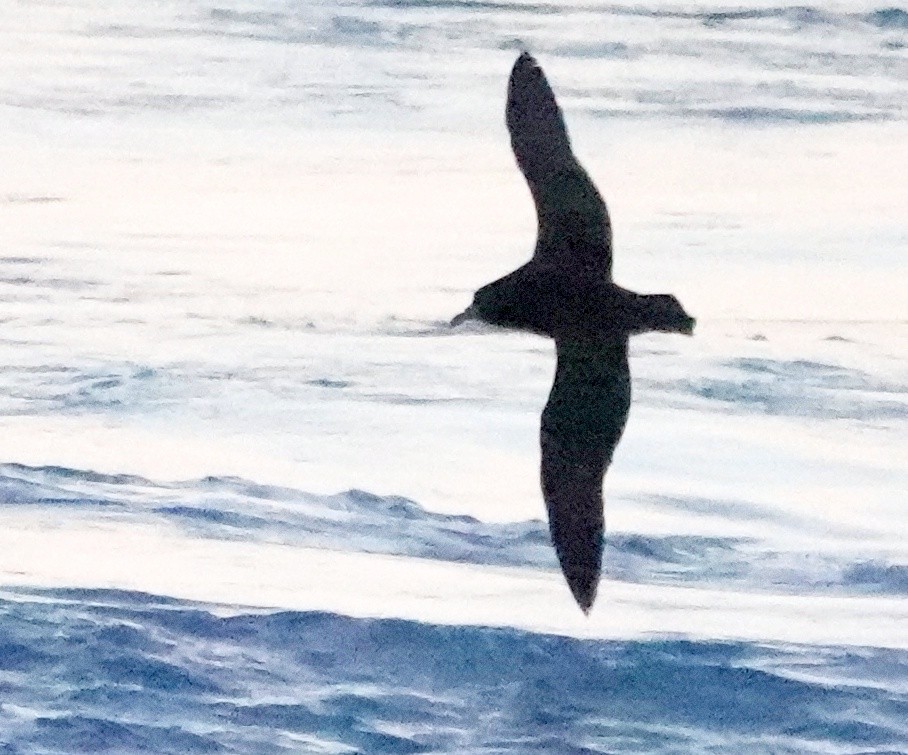 White-chinned Petrel - ML601379571
