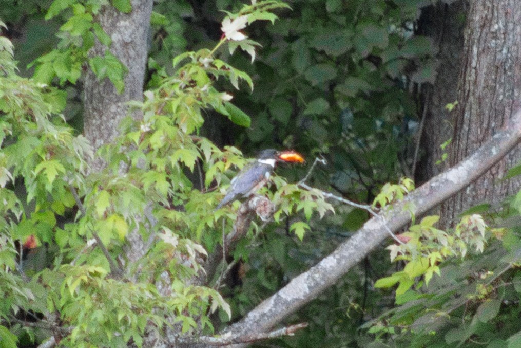 Belted Kingfisher - ML601381751