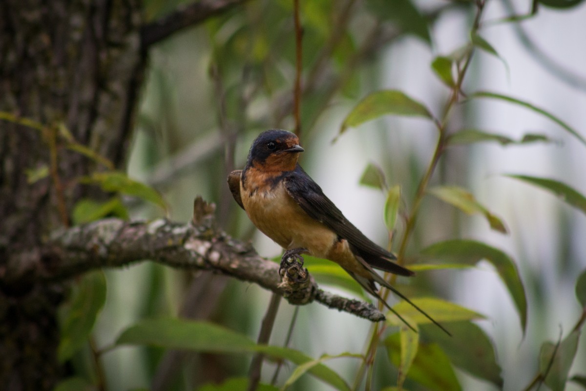 Barn Swallow - ML601381771