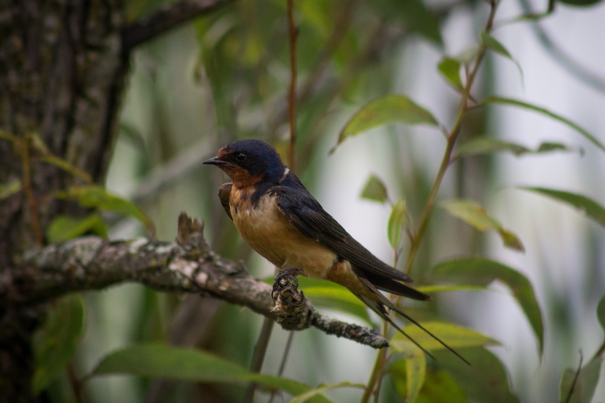 Barn Swallow - ML601381791