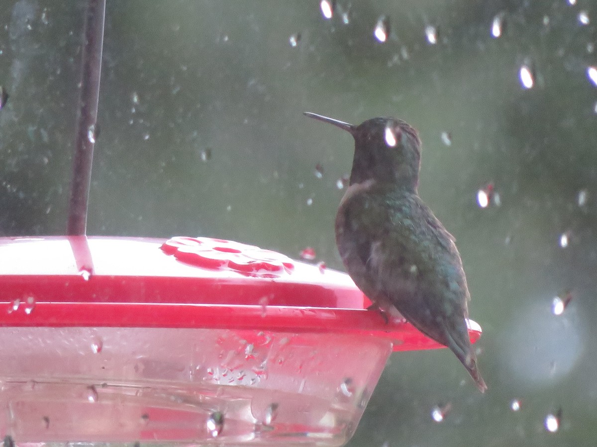 Colibri à gorge rubis - ML601383051