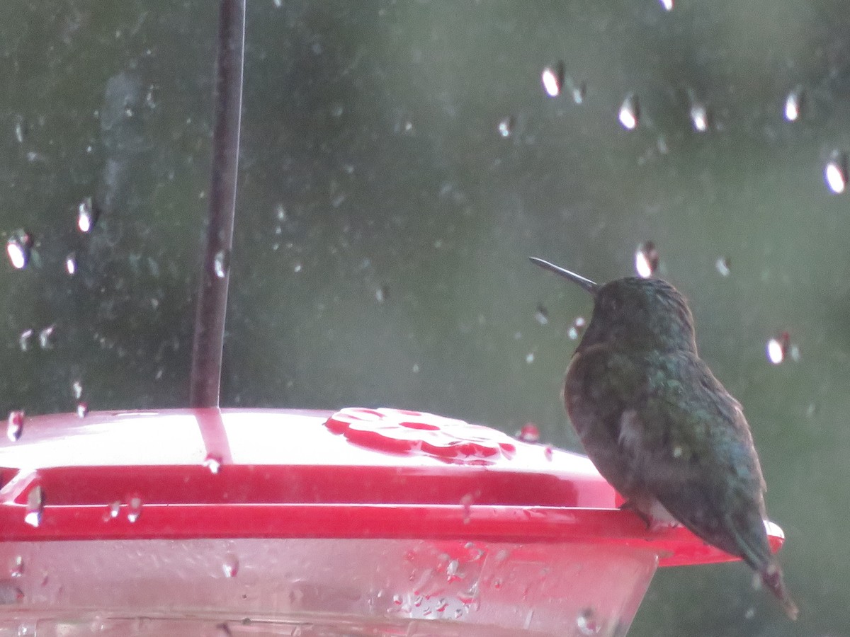 Colibri à gorge rubis - ML601383181