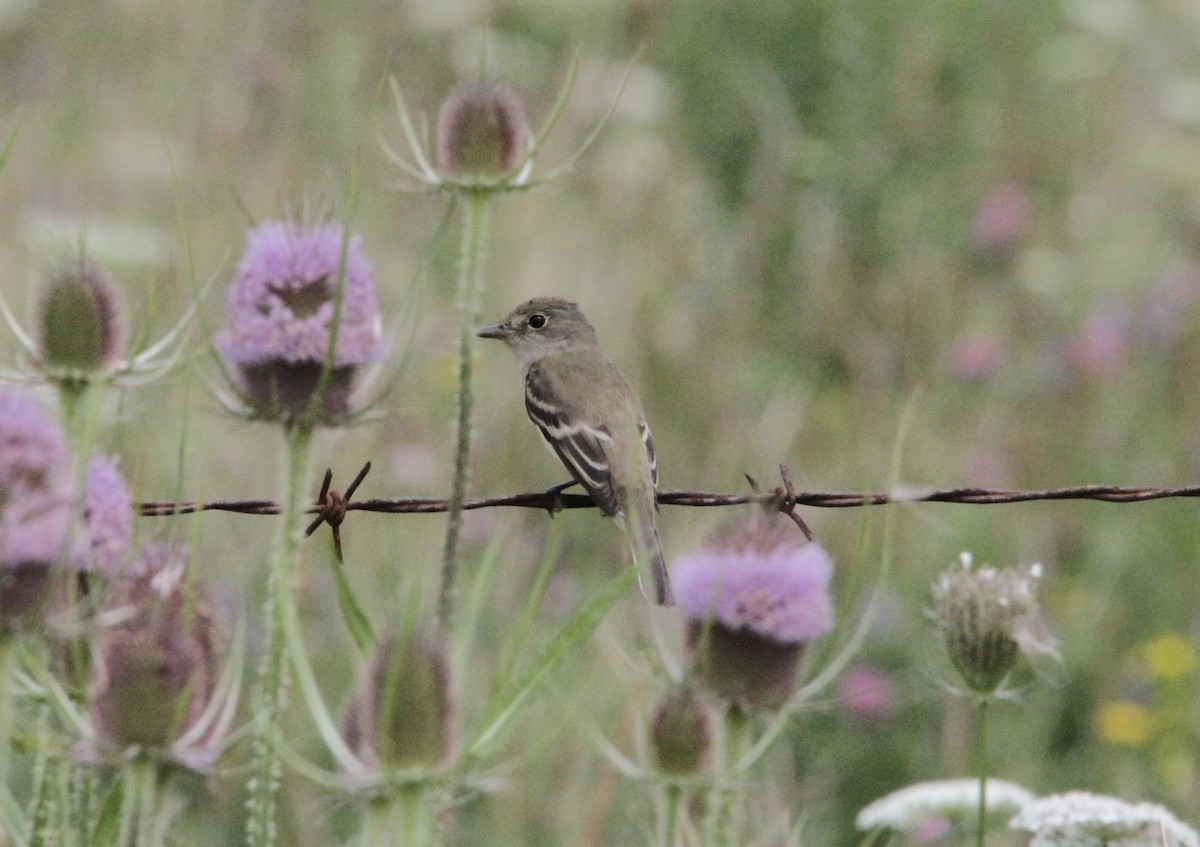 Least Flycatcher - ML601383671