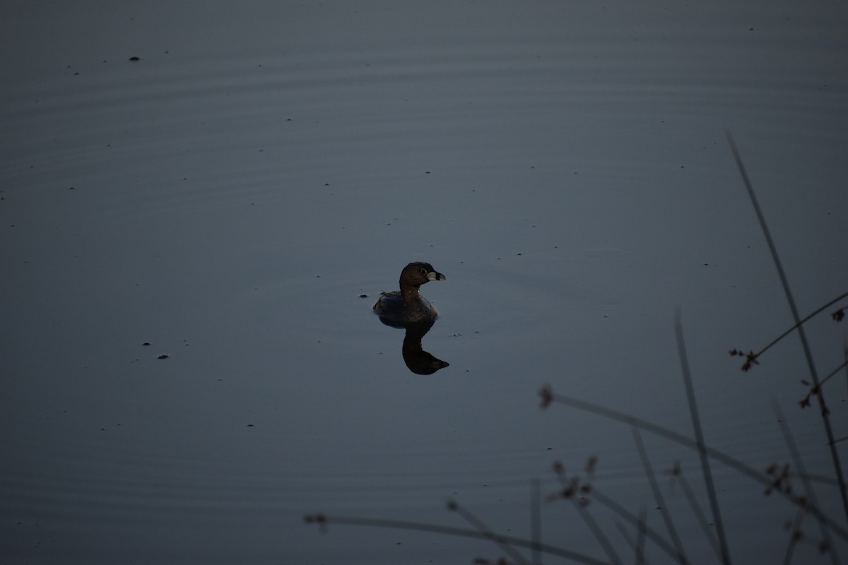 Pied-billed Grebe - ML601383791