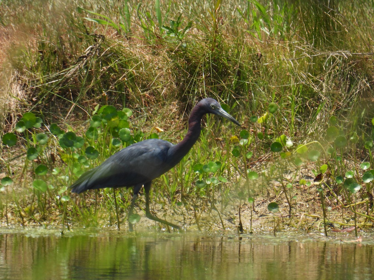 Little Blue Heron - ML601384041