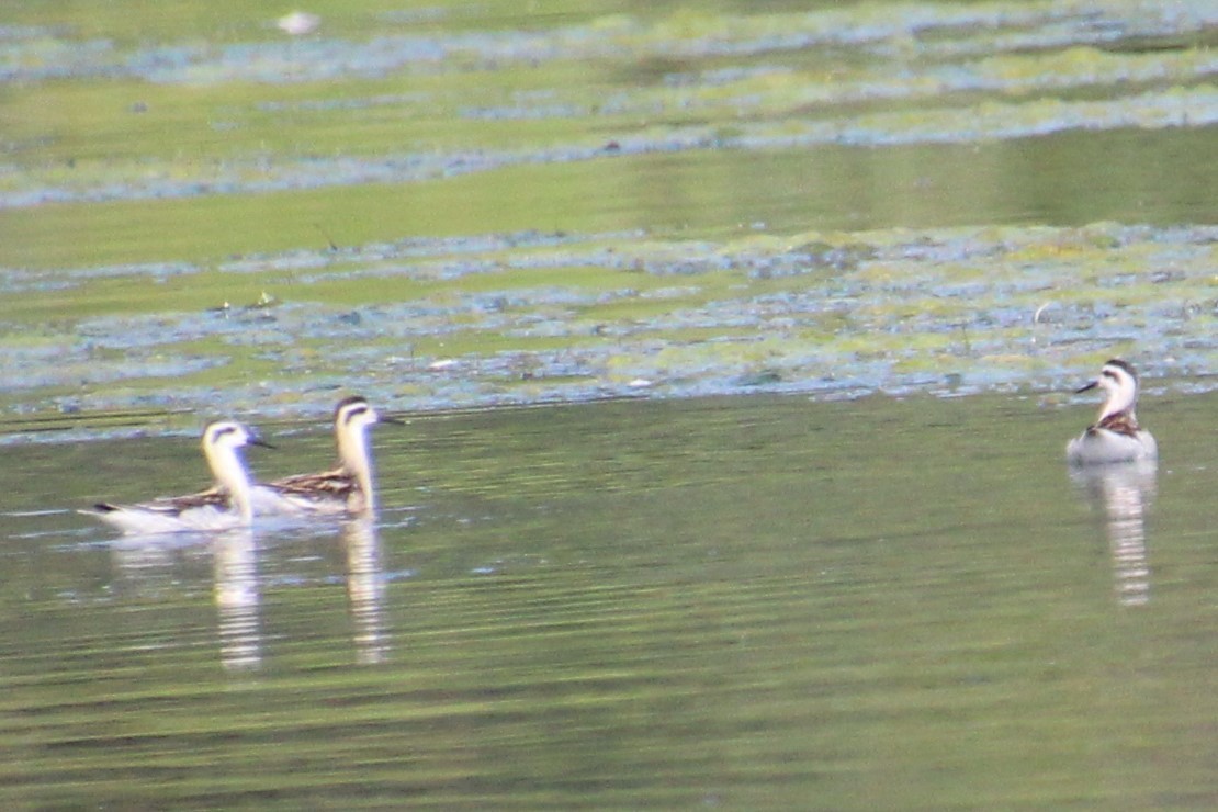 Phalarope à bec étroit - ML601384831