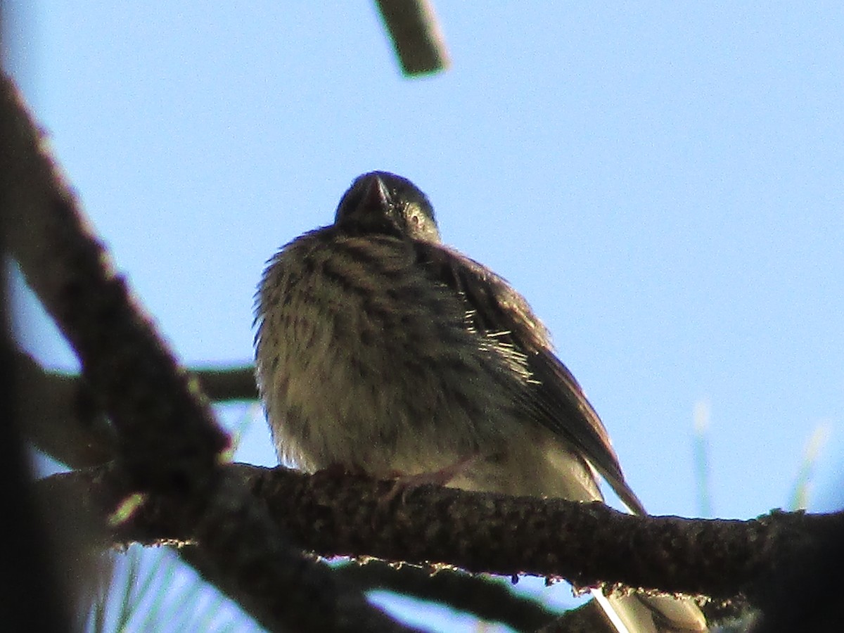 Dark-eyed Junco - ML601385071