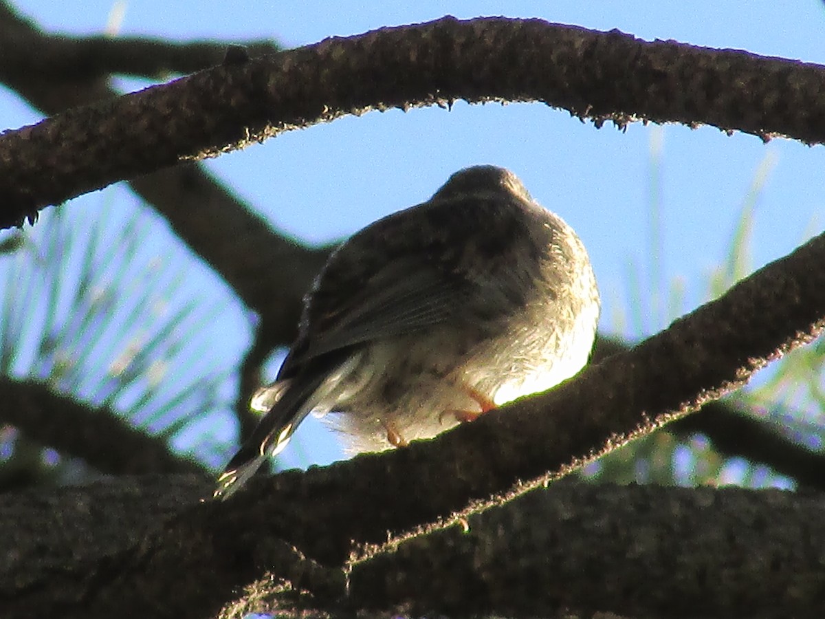 Dark-eyed Junco - ML601385101