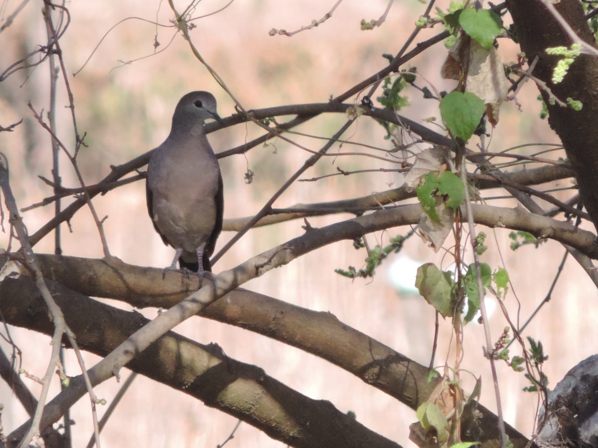 Large-tailed Dove - ML601389021