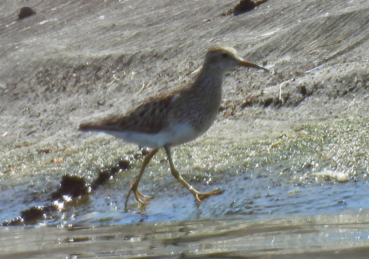 Pectoral Sandpiper - Louise Duguay