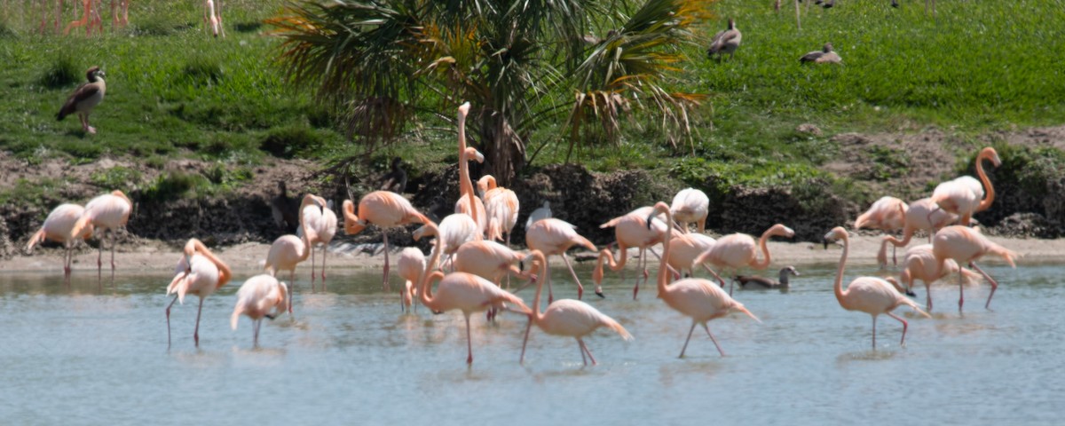 American Flamingo - ML601389601