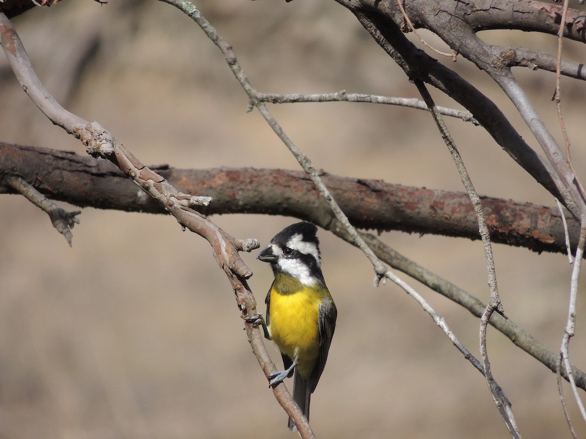 Eastern Shrike-tit - George Vaughan