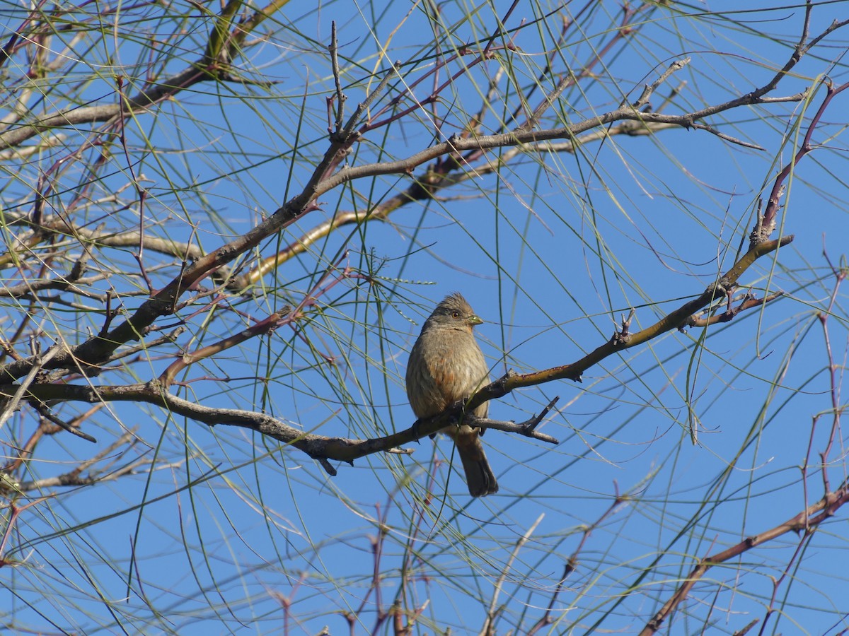 Rara du Paraguay - ML601390151