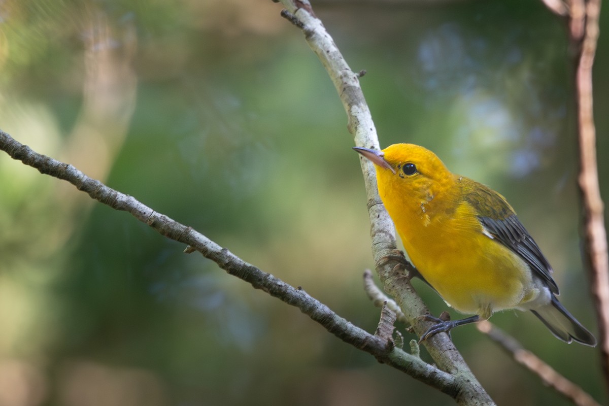 Prothonotary Warbler - ML601390161