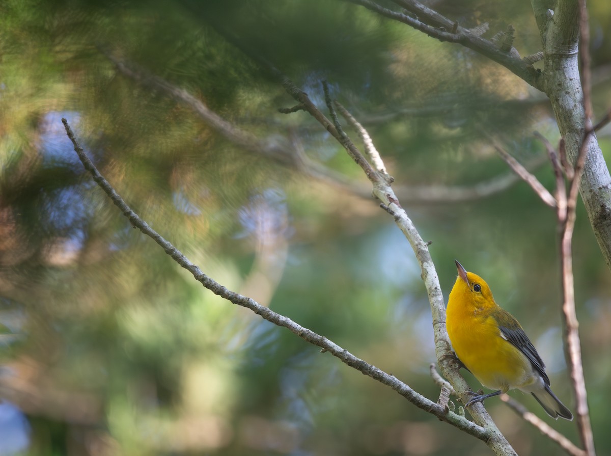 Prothonotary Warbler - ML601390181