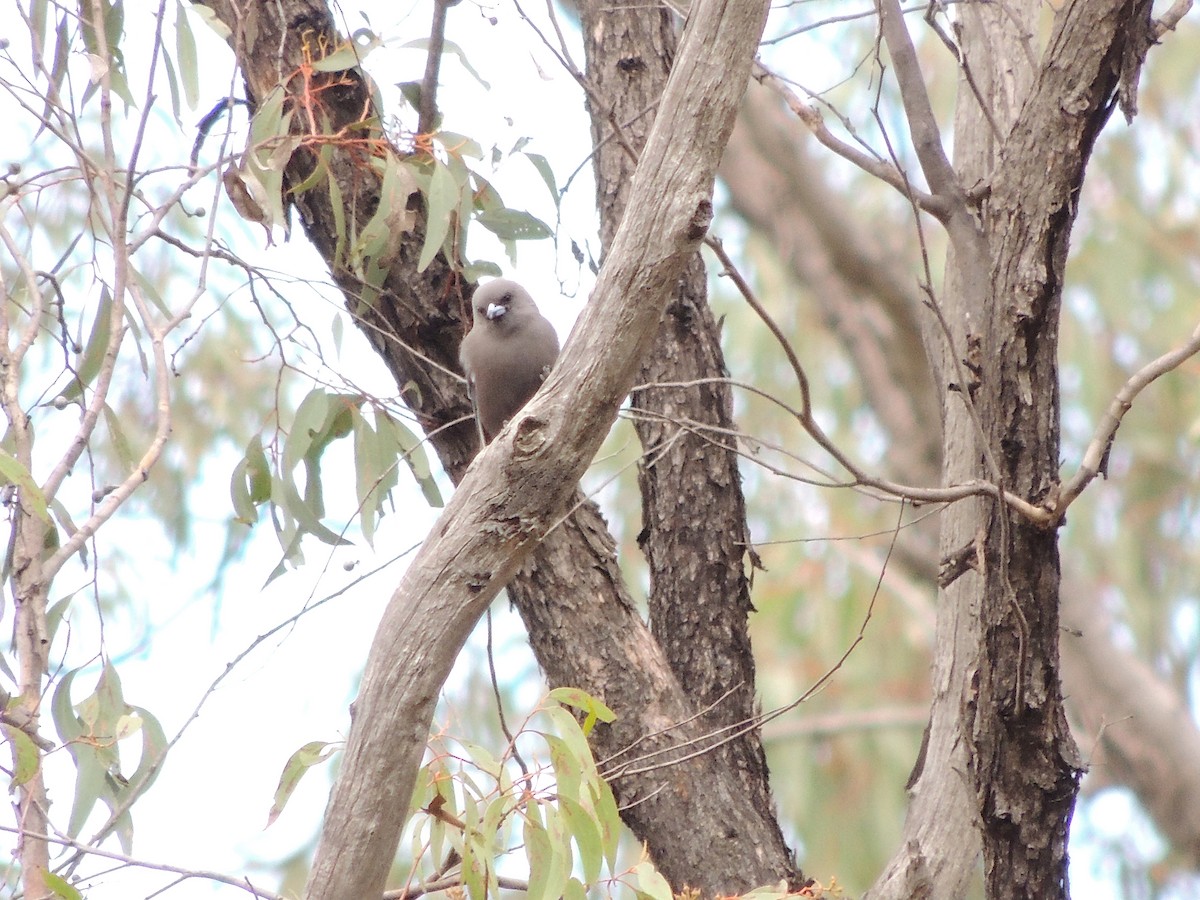 Dusky Woodswallow - ML601390521